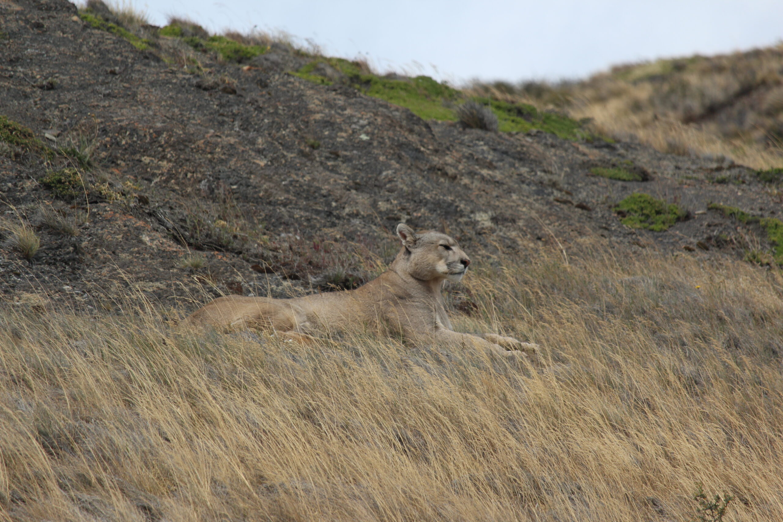 Puma, Sierra Baguales, foto de Gabriel Espinoza.
