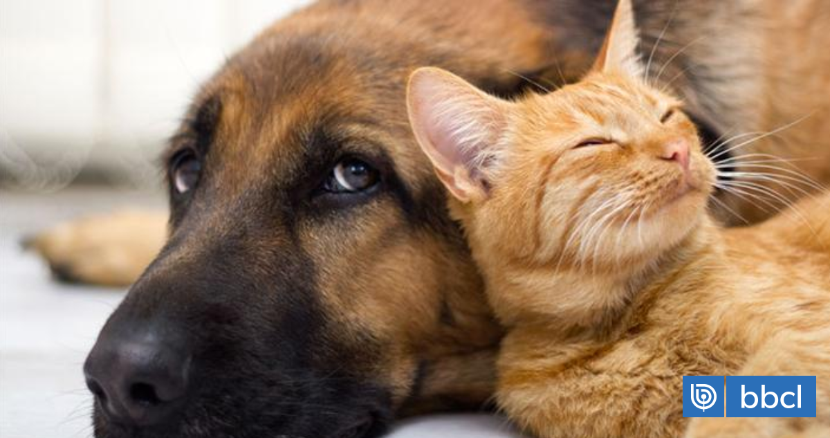 Presidente crea cementerio para mascotas y registro de maltrato animal