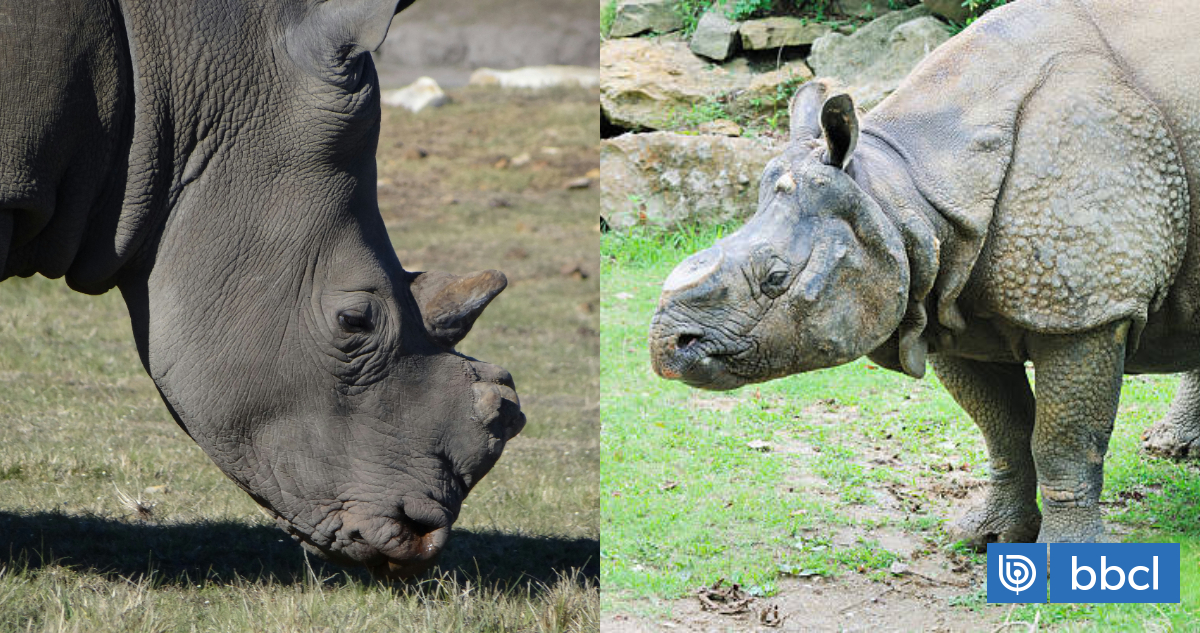 Sudáfrica tomó una medida extrema para combatir la caza furtiva de rinocerontes: quitarles sus cuernos
