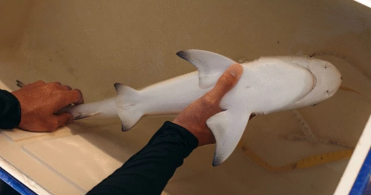 Científicos no entienden por qué los tiburones se “congelan” al ser volteados