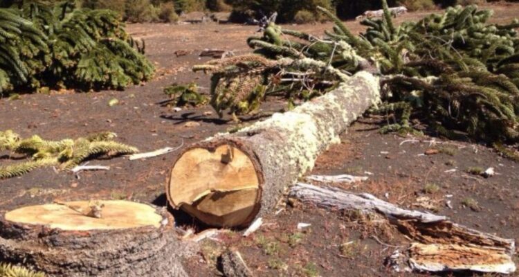 Investigan muerte de trabajador que fue aplastado por un árbol que talaba en Ancud