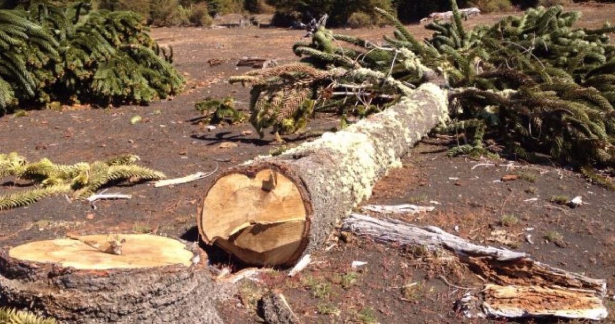 PDI investiga muerte de trabajador que fue aplastado por un árbol que talaba en Ancud