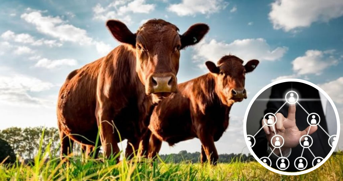 Caso”Vacas Virtuales” en Uruguay
