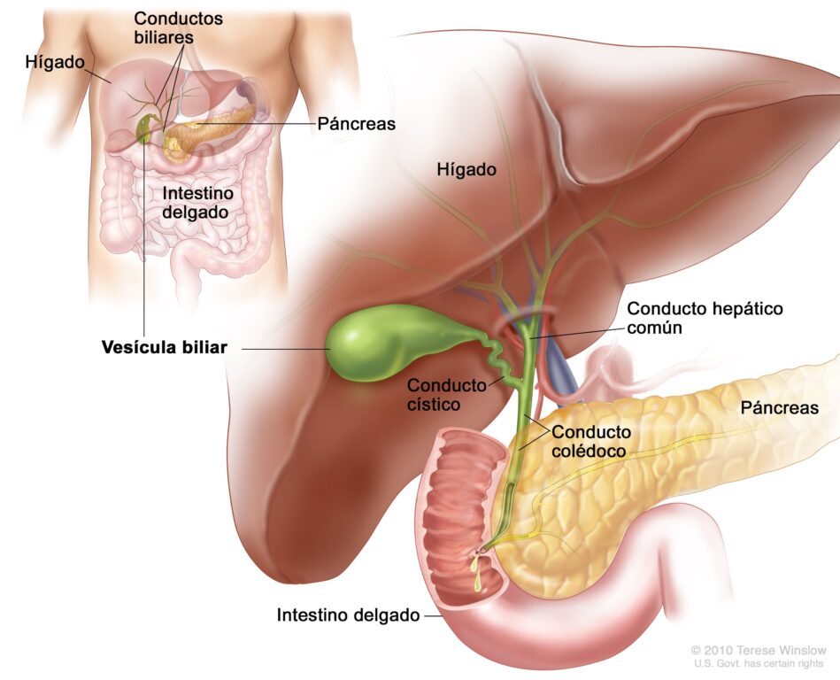 Qué tan importantes son la vesícula, el apéndice y el bazo en el cuerpo ¿Puedes vivir sin ellos?