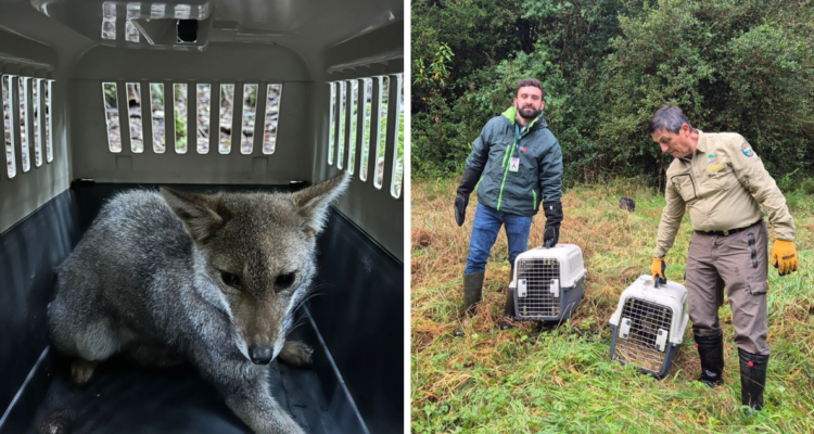 Ejemplares de zorro chilla liberados en el Parque Nacional Puyehue