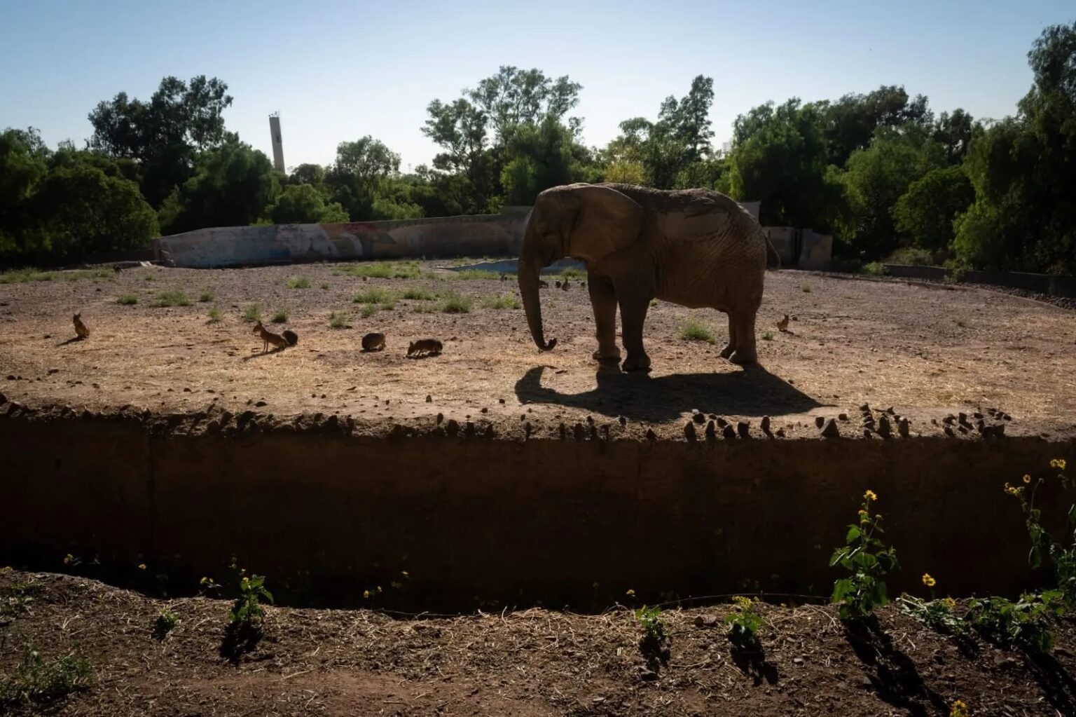 El último elefante de Argentina: así terminó una historia de cautiverio ...