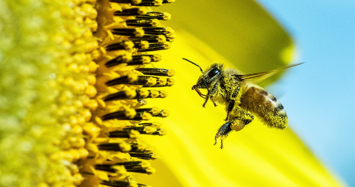 Abeja melífera