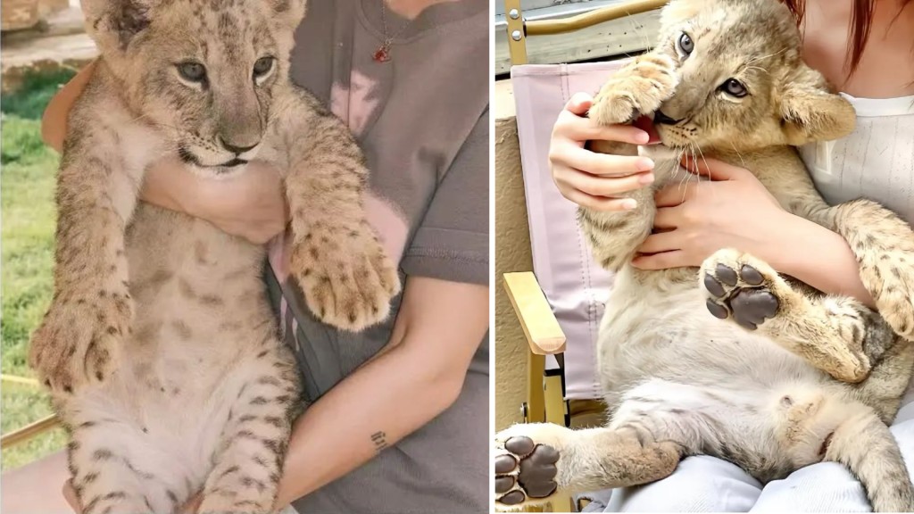 Restaurante en China ofrece abrazar cachorros de león como parte de su menú