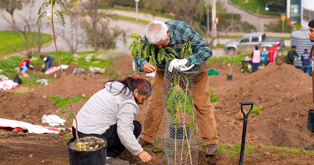 abuelitos-plantando-claro