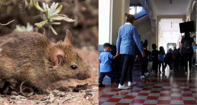 Apoderados denuncian ratones en salas de clases y dependencias de escuela de Los Ángeles
