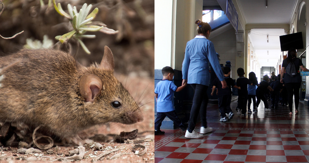 Apoderados denuncian ratones en salas de clases y dependencias de escuela de Los Ángeles