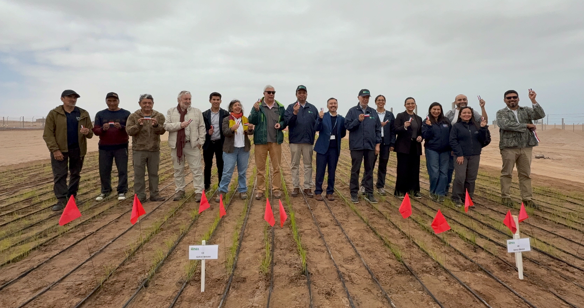 Cómo los científicos modifican el arroz para que resista a la sequía