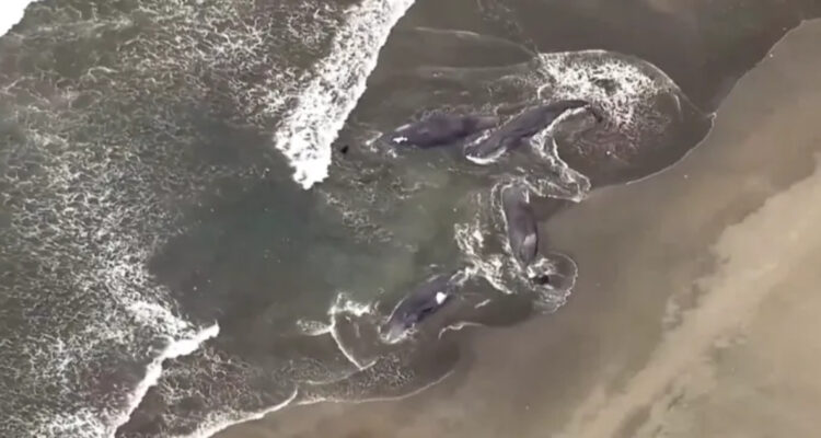Ballenas varadas tras terremoto en Rusia