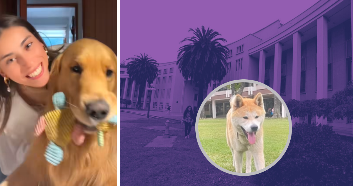 Denuncian ataque a perro viral de TikTok por otro de raza Akita en centro de Concepción: hay más casos