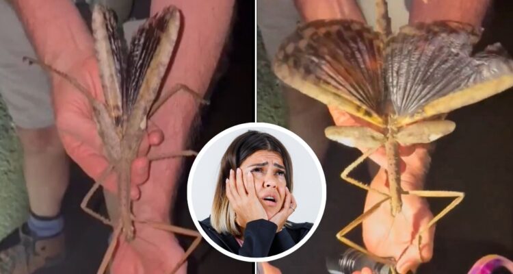 Nuevo insecto descubierto en Australia