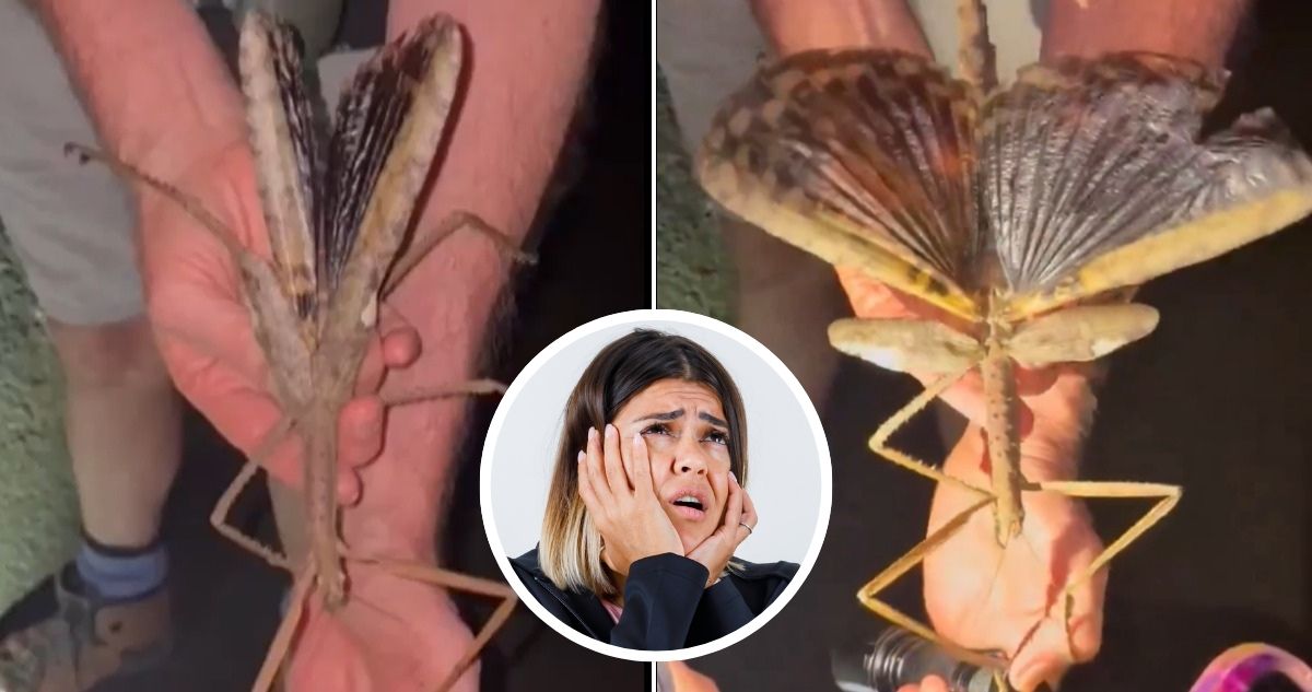 Nuevo insecto descubierto en Australia