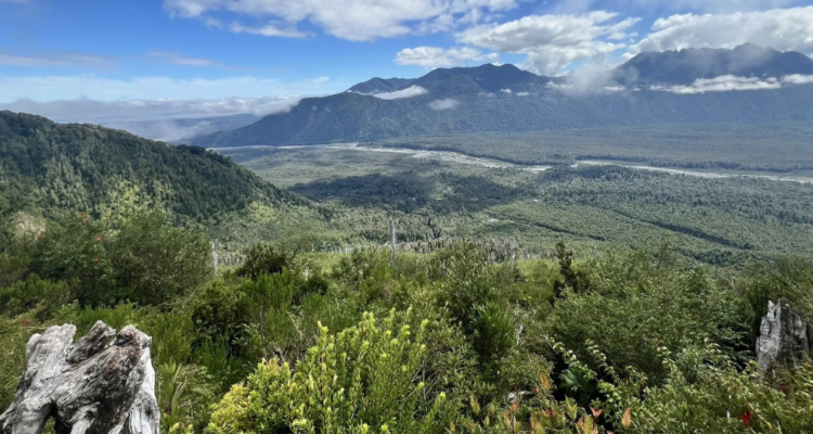 Vegetación en Bosques Templados Lluviosos de Los Andes Australes