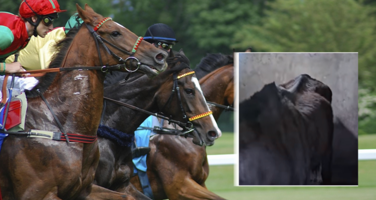 Denuncian deplorable estado de caballo en hipódromo capitalino: preparador fue sancionado