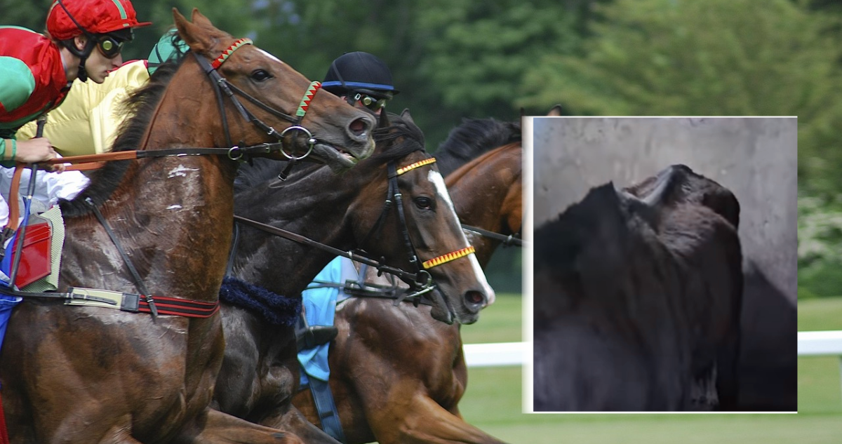 Denuncian deplorable estado de caballo en hipódromo capitalino: preparador fue sancionado