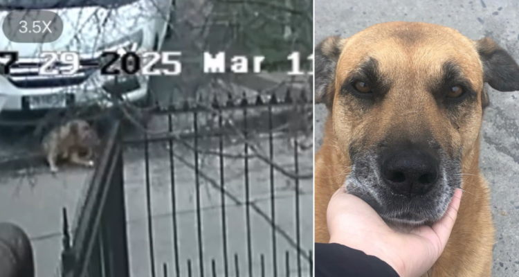 Investigan despiadado atropello de perro comunitario en Hualpén por abogado: cámaras lo grabaron