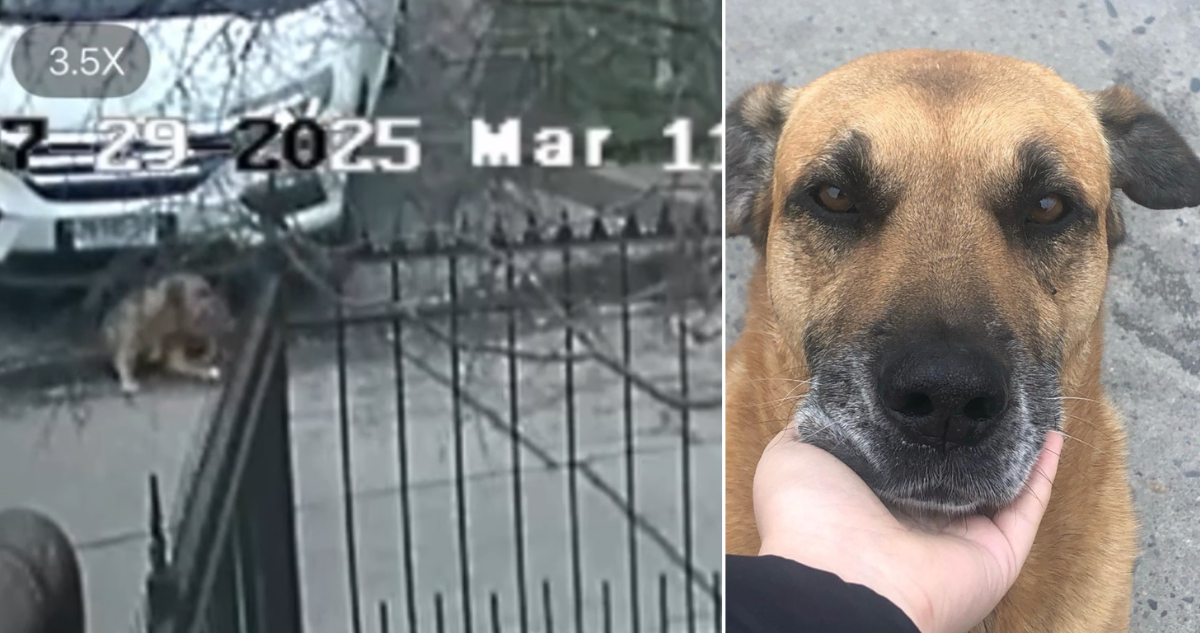 Investigan despiadado atropello de perro comunitario en Hualpén por abogado: cámaras lo grabaron