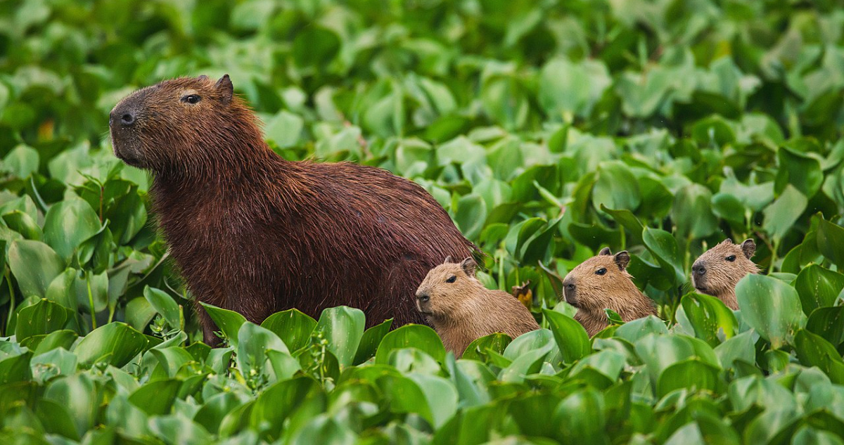 Capibaras