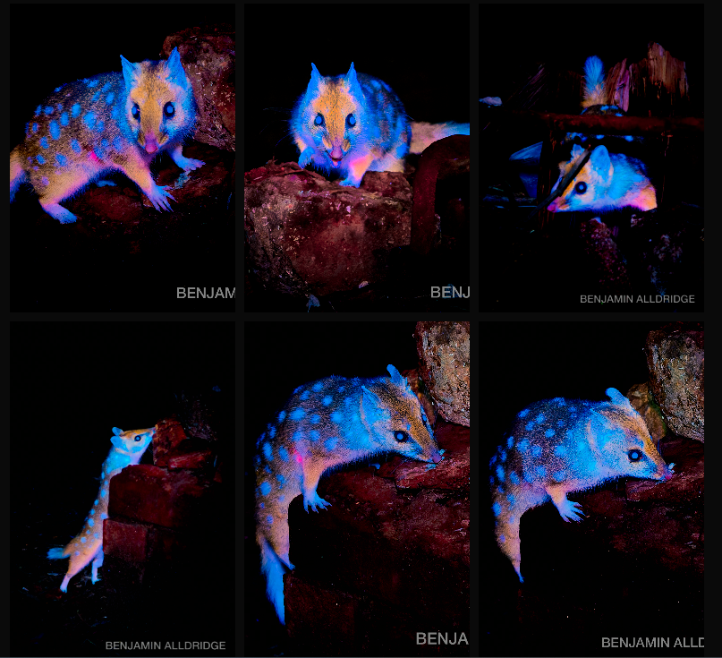 quol biofluorescente