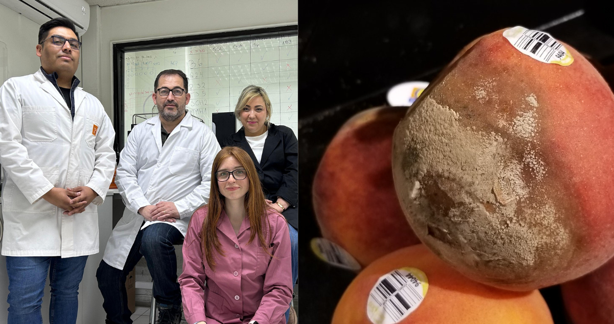 Científicos chilenos crean innovadora tecnología de biocontrol agrícola basada en bacterias nativas