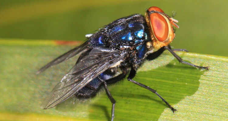 Mosca Cochliomyia hominivorax