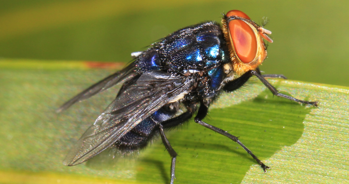 Mosca Cochliomyia hominivorax