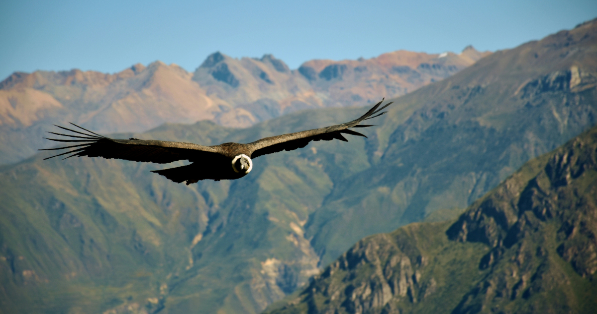 El cóndor andino y otras 500 especies de aves se extinguirán en los próximos 100 años