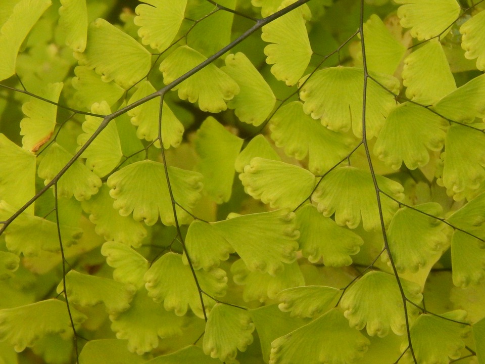 Plantas de uso medicinal en Chile 