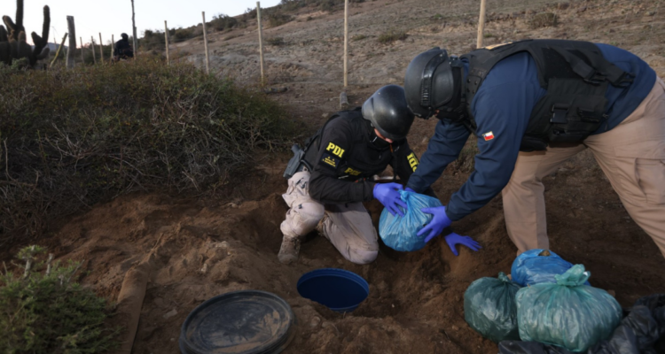 Detienen a 14 integrantes de banda de narcocultivo en Coquimbo que criaba caballos como fachada