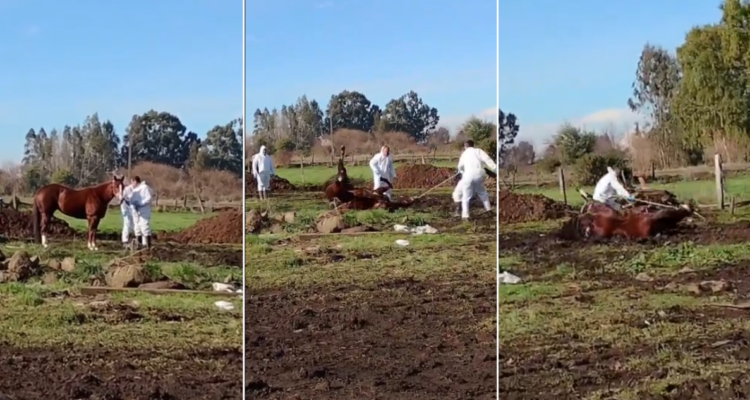 Tras viralizar video: dueño de caballo sacrificado por enfermedad acusó al SAG de maltrato animal