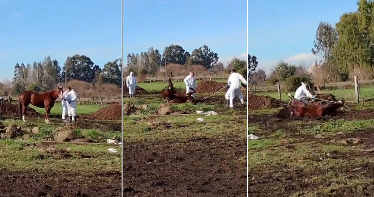 Tras viralizar video: dueño de caballo sacrificado por enfermedad acusó al SAG de maltrato animal