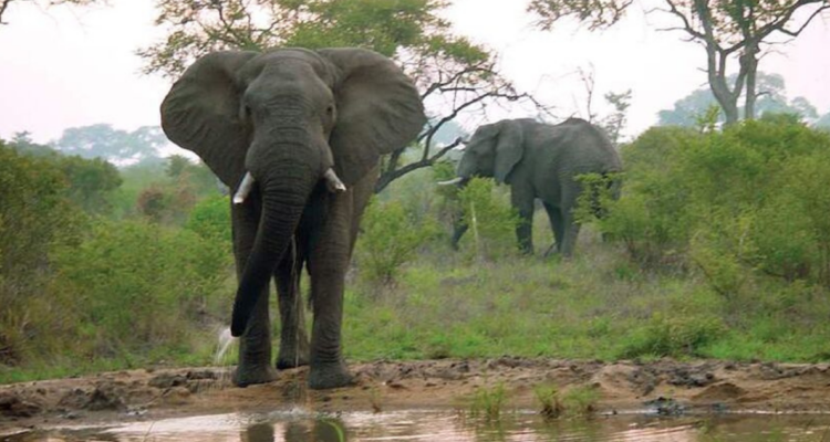 Elefante mata a dos turistas en Zambia