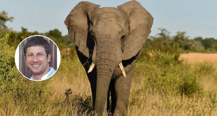 Trágico final: empresario muere tras ser aplastado por elefante en parque de su propiedad en Sudáfrica