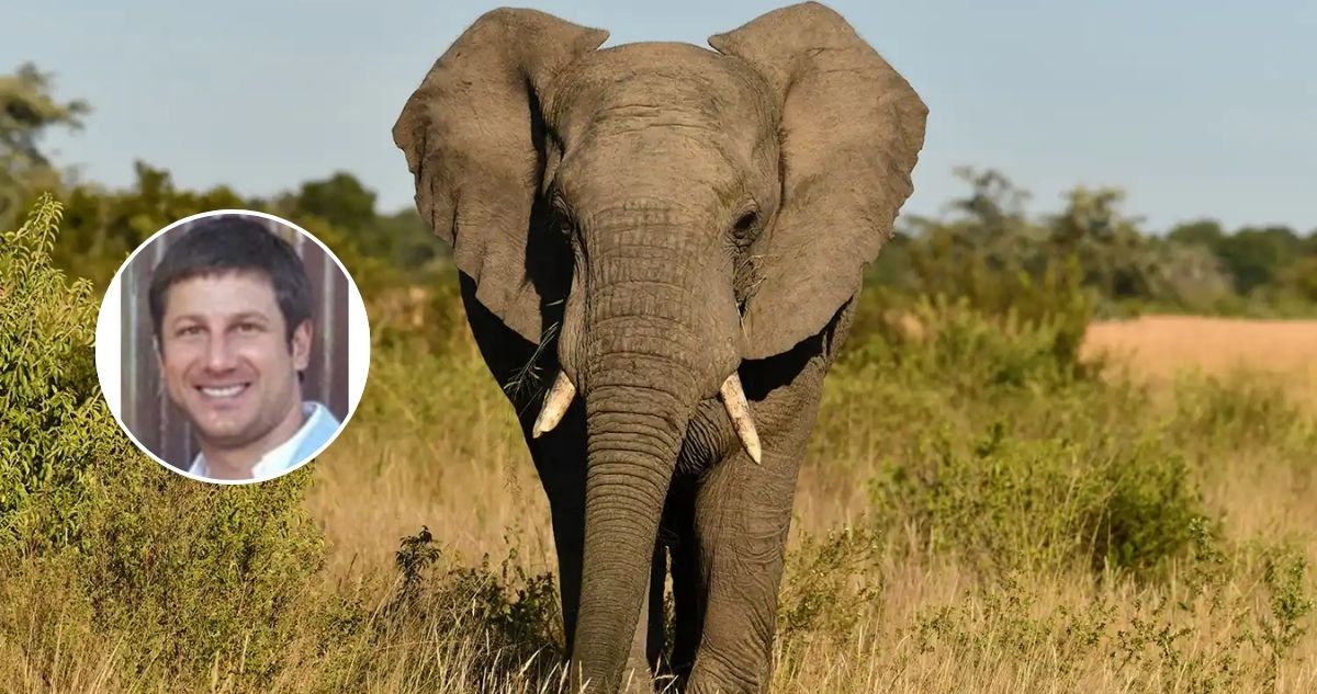 Trágico final: empresario muere tras ser aplastado por elefante en parque de su propiedad en Sudáfrica