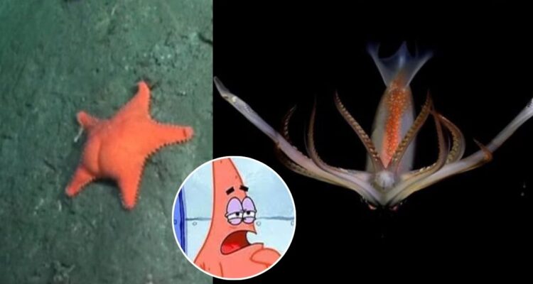 “El Patricio poto”: la viral estrella de exitoso streaming científico desde 4000 metros bajo el mar