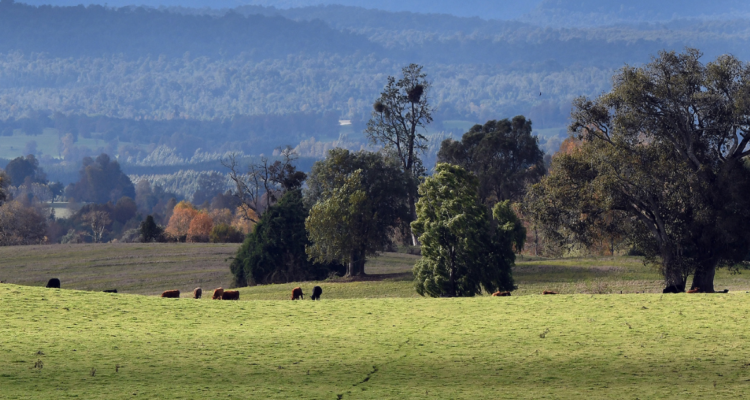 Hombre denuncia orden de embargo por no pago de contribuciones: por error aparece como dueño de fundo