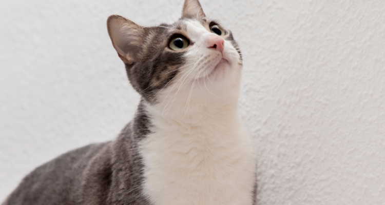 Anciano chino afirmó que dejará su herencia a la persona que se comprometa a cuidar a su gata