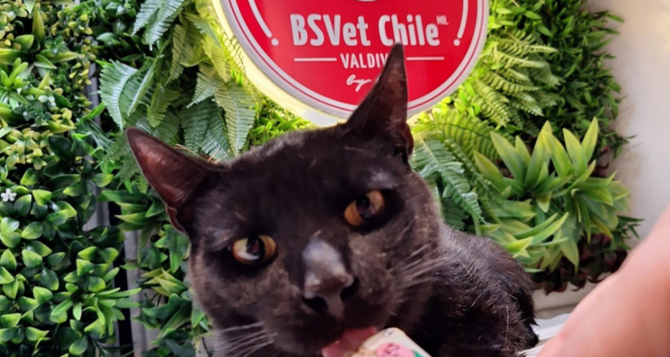 Gatos y perros pueden ser donantes de sangre