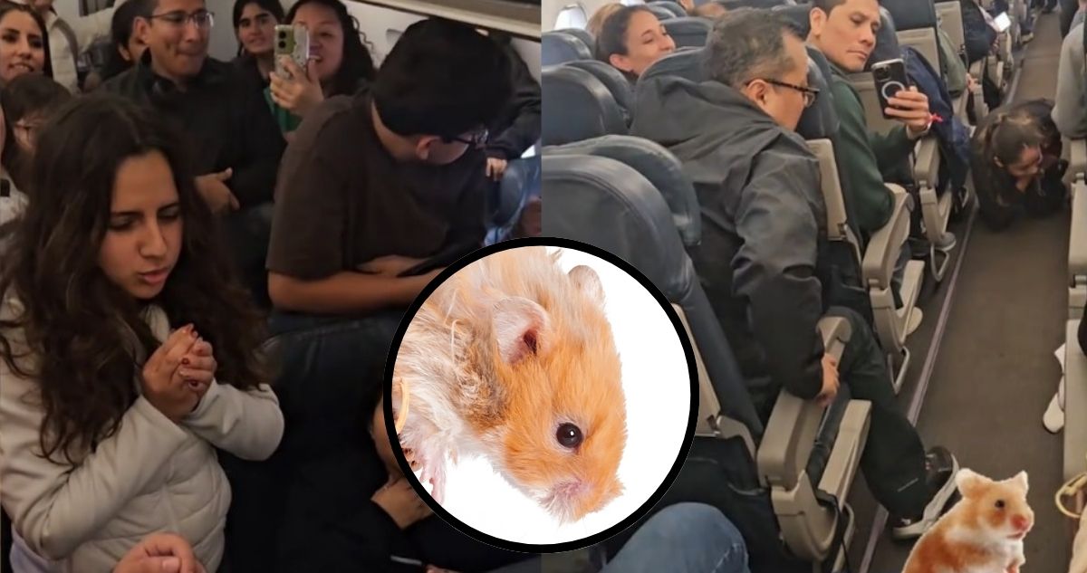 Hámster fugitivo retrasó vuelo de Latam en Perú por 3 horas y es viral: “pensó que iba a Hamsterdam”