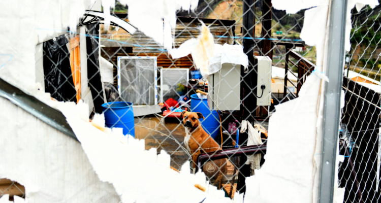 Foto de contexto de pobreza muestra un perro en un patio a través de un cerco roto