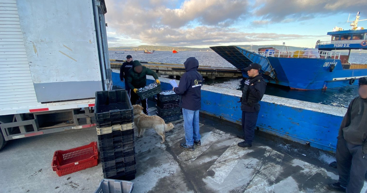 Incautación de sardina austral en Queilen