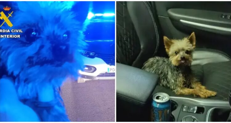 Ladridos de un yorkshire salvan a su dueño en España: cayó por un talud mientras lo buscaba