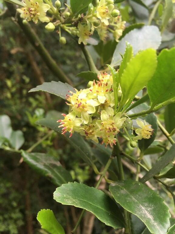 Plantas de uso medicinal en Chile 