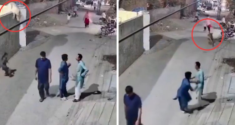 León escapa de una casa y ataca a mujer con sus hijos en Pakistán: animal era considerado mascota