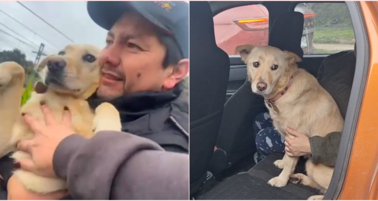 Encuentran con vida a Lucía, mascota perdida tras la muerte de profesor universitario en Concepción