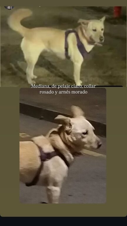 Buscan a Lucía, perrita mascota de Sergio Amín en Concepción